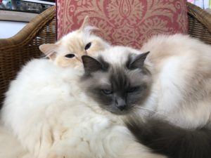 George & Gracie Cats