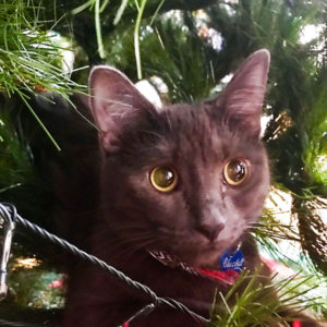 Bluebell the cat from Brisbane in the Christmas tree