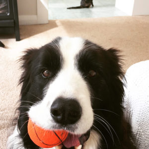 Solo the Border Collie dog with ball