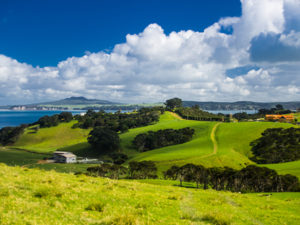 Waiheke green hills