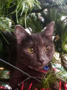Bluebell the cat in the Christmas Tree