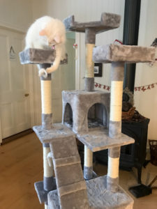Maisey on Kitty Tower newly assembled
