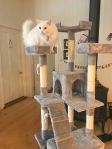 Maisey the cat on the newly assembled Kitty Tower at Brisbane house sit