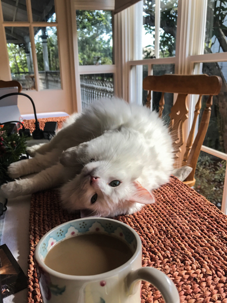 Maisey the cat and my morning coffee